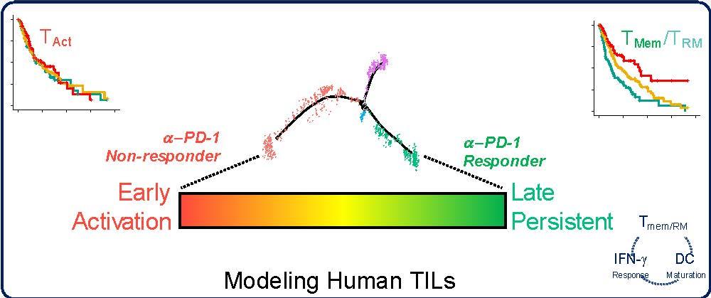 modeling human TILs